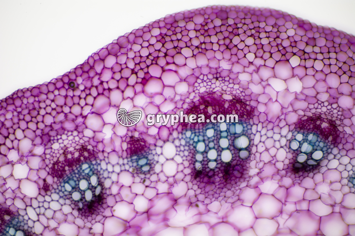 Pétiole de feuille de Vigne CT x40 - gryphea.com